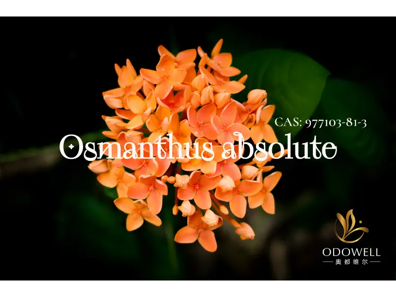 Osmanthus Absolute - ODOWELLs naturlige signatur for elegante orientalske blomster